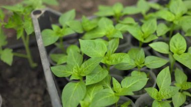 Bahçede, toprak her biri güneşin altında yetişmeye hazır çeşitli sebze ve fidelerden oluşan bir koleksiyon yetiştirir. Biber arayıcıları.