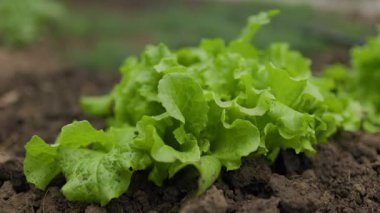 Sebze ve fidanların bahçenin verimli topraklarında kök salmasıyla canlı yeşillik bollaşır. Salata Yaprakları,