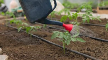 Yeşillik arazinin ortasında, çiftçilerin elleri bir besin kanalı haline gelir, sulamaları filizlenen bitkilere hayat veren nem sağlayabilir,