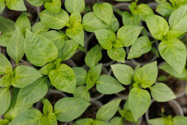 Bahçe, aşağıdaki besleyici topraktan filizlenen tohum ve sebzeler gibi yaşamla doludur. Biber arayıcıları.