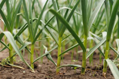 Salkımları sarkmış, meyveleri salkım salkım olmuş muz ağaçları, bahçelerde hoş ve bereketli bir yuva bulurlar..