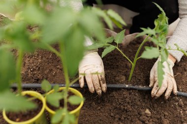 Yakın plan görüntüsü çiftçilerin elleriyle bahçesinin besin değeri yüksek toprağına genç bir tohum ekmelerini vurguluyor..