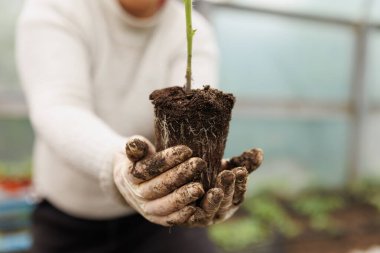 Kadın çiftçi ellerini yakalıyor, eldivenler takıyor, genç bir sebze tohumu tutuyor, organik tarım ideallerini sergiliyor..