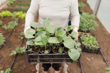 Organik çiftçiliğe kısa bir bakış, yakından bakınca eldivenli bir kadının dikkatli bir şekilde sebze tohumu salladığını gösteriyor..