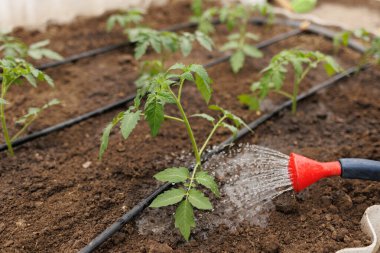 Elle ekilen bitkilerin özünü kucaklayan çiftçi, sebze bitkilerini özenle sular. Bu bitkilerin besleyici dokunuşları teneke kutudan verimli toprağa doğru nazik bir su akışında görülür..
