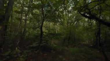 Çevresel bir orman patikasının FPV 'si, yeşil yapraklara gömülmüş ve yüksek ağaçlar tarafından gölgelenmiş, doğal dünyanın dinginliğine doğru sessiz bir kaçış sunuyor..