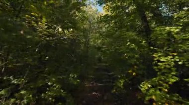 Yeşillik ağaçlar ve yoğun bitki örtüsüyle çevrili, doğanın sessiz güzelliğini ve inzivasını somutlaştıran aşırı gelişmiş bir orman yolunu izleyen ilk kişi..