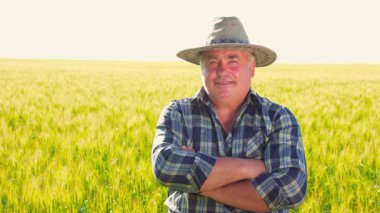 Kareli gömlekli ve şapkalı mutlu kıdemli bir adam güneşli bir yaz gününde tarımsal tarlalarda mısır ekinlerinin arasında dururken başını sallıyor. Ekinlerin arasında pozitif tarım işçisi