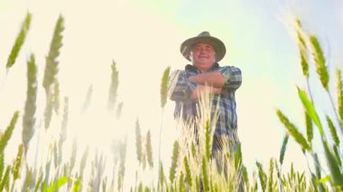 Low angle of self assured senior man in checkered shirt and hat crossing arms while standing in wheat field against blue sky. Confident farmer standing in wheat field