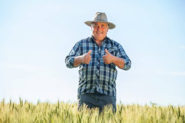 Gülümseyen yaşlı erkek çiftçi yaz günü tarlada dikilirken kameraya bakıyor ve el hareketlerini gösteriyor. Kırsal kesimde neşeli, olgun bir adam baş parmağını kaldırıyor. Boşluğu kopyala