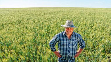 Neşeli yaşlı erkek çiftçi, kırsal alanda buğday kulaklarıyla yeşil tarlalarda dururken kameraya gülümseyerek bakıyor. Tarım alanındaki neşeli olgun çiftçi.