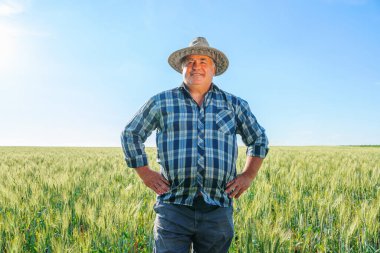 Yaz günü tarlada buğday kulaklarıyla dikilirken kameraya bakan neşeli kıdemli erkek işçi. Yeşil tarladaki yaşlı çiftçi, kopyalama alanı