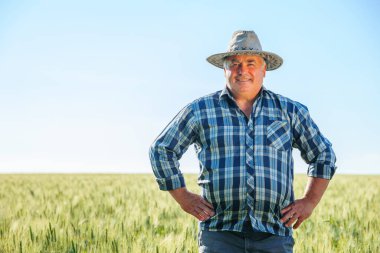 Yaz günü tarlada buğday kulaklarıyla dikilirken kameraya bakan neşeli kıdemli erkek işçi. Yeşil tarladaki yaşlı çiftçi, kopyalama alanı