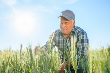 Kırsal kesimde güneşli bir yaz gününde tarımda çalışırken yeşil buğday kulaklarını inceleyen konsantre yetişkin erkek işçi. Odaklanmış yaşlı çiftçi bitkileri kontrol ediyor