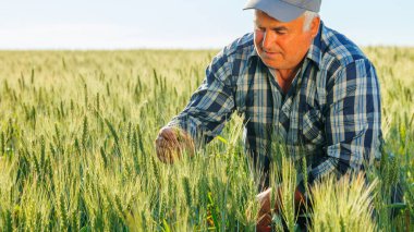 Kırsal kesimde güneşli bir yaz gününde tarımda çalışırken yeşil buğday kulaklarını inceleyen konsantre yetişkin erkek işçi. Odaklanmış yaşlı çiftçi bitkileri kontrol ediyor