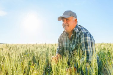Yaşlı erkek çiftçi yaz günü tarla tarlalarında otururken dalgın bir suratla uzaklardan bakıyor. Olgun işçi tarlada oturuyor