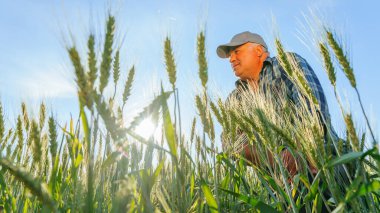 Kıdemli erkek çiftçi yaz günü tarla tarlalarında otururken dalgın bir suratla uzaklardan bakıyor. Olgun işçi tarlada oturuyor