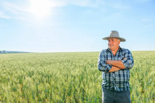 Yeşil tarlada duran yaşlı adam, yaz günü kırsal kesimde yeşil bitkilerle tarımsal alanda dikilirken düşünceli bir yüzle başka tarafa bakıyor.