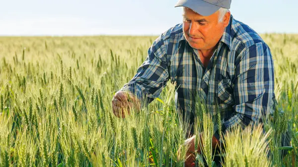 Kırsal kesimde güneşli bir yaz gününde tarımda çalışırken yeşil buğday kulaklarını inceleyen konsantre yetişkin erkek işçi. Odaklanmış yaşlı çiftçi bitkileri kontrol ediyor