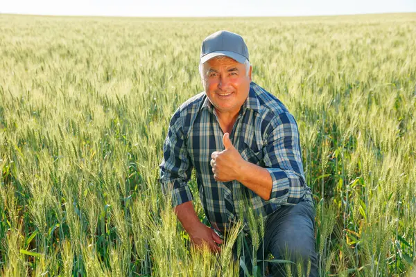 Neşeli yaşlı çiftçi kameraya bakıyor ve kırsal kesimdeki yeşil tarım çiftliğinde otururken başparmağını kaldırıyor. Kırsal kesimde iyi bir çiftçi.