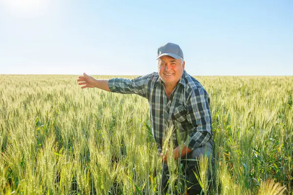 Şapkalı neşeli yaşlı erkek işçi kameraya bakıyor ve kırsal kesimde yeşil bitkilerle tarlada otururken uzaklaşıyor. Gülümseyen çiftçi tarlayı işaret ediyor