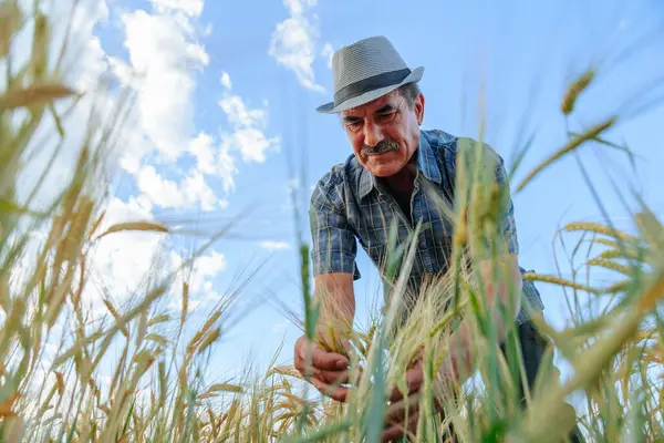 Kıdemli erkek çiftçi buğday hasadını denetliyor. Şapkalı yaşlı adam çiftliğin kalitesini analiz ediyor. tarımsal alan ve tarım kavramı, alt görünüm