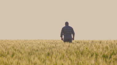 Tarlada yetişme mevsiminde bulutsuz gökyüzüne karşı yeşil tahıl mahsulleri arasında yürüyen sıradan kıyafetlerle isimsiz kıdemli çiftçinin arka görüntüsü. Tarım alanında gezinen bir adam