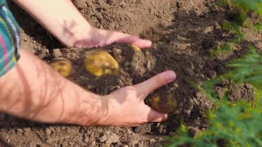 From above unrecognizable man digging bunch of new potatoes out of fertile soil while working on local farm during harvest season. Crop farmer harvesting new potatoes
