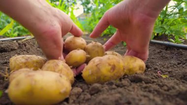 Tanınmayan bir adam, yerel çiftlikteki hasat mevsiminde verimli topraklara yeni patatesler bırakıyor. Ekin çiftçisi yere yeni patatesler bırakıyor.
