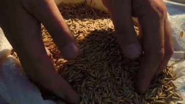 Tanınmayan bir adam güneşli bir günde çiftlikte çalışırken bir avuç dolusu yulaf çekirdeğini torbaya dolduruyor. Çiftçi elleri çuvala yulaf koyuyor.