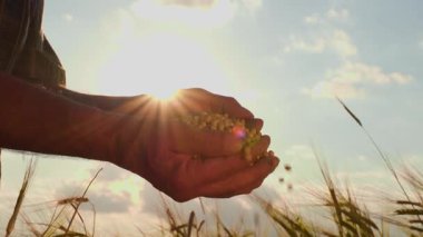 Güneş batarken parmaklarının arasından kayıp giden soya fasulyesi tanecikleri ve mısır gevreğiyle çiftçi adamların siluetini kapatın. Bir ziraatçinin elleri