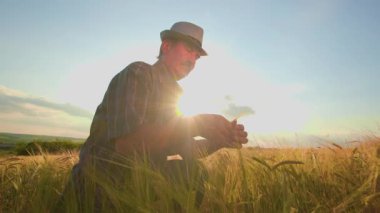 Bir çiftçi ya da tarımcı tarafından tarladaki buğday ürünlerinin incelenmesi ve incelenmesi. Şapkalı erkekler buğday kulağını ciddi şekilde analiz eder. Gün batımında gökyüzü arkaplanı