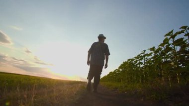 Gün batımında bahar ekinleriyle tarlada yürüyen bir adamın arka görüntüsü. Çiftçi yorucu bir iş gününden sonra evine döner. iz çekimi