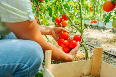 Kadın çiftçi elleri taze olgun organik domatesleri topluyor. Sera ürünleri. Sebze üretimi. Domates serada yetişiyor.
