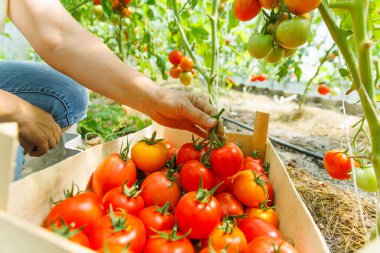 Kadın çiftçi elleri sanayi vitrinine koyarak kırmızı domates hasadı topluyor. Sebze yetiştiriyorum. Bahçe konsepti
