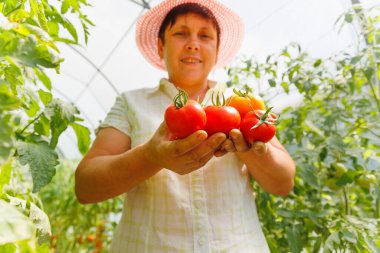 Domates tutan olgun bir kadının gülümsemesi ve bir sera bahçesinde kameraya bakması. Kadın bahçede taze domates tutuyor ve kameraya gösteriyor.