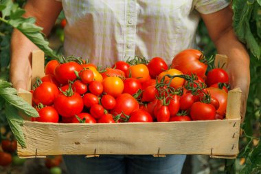 Taze koparılmış renkli domateslerin sera sahibinin ellerinde olduğu ahşap kutuyu kapat. Elinde bir kutu organik domates tutan genç bir kadın.