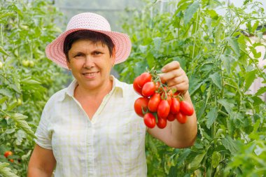Dişi çiftçi kameraya bakıp serada domates hasadı gösteriyor. Bir kutu sebze gösteren şapkalı, gülümseyen yaşlı kadın.