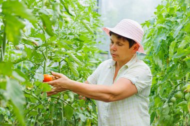 Tarım işindeki olgun kadın bahçıvan domates kalitesini kontrol ediyor. Kadın serada mutlulukla sebzelere bakıyor.