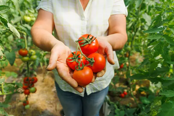 Yazın bir grup yuvarlak organik domatesleri gösteren kadın elleri. Sağlıklı yemek. Sebze bahçesinde hasat..