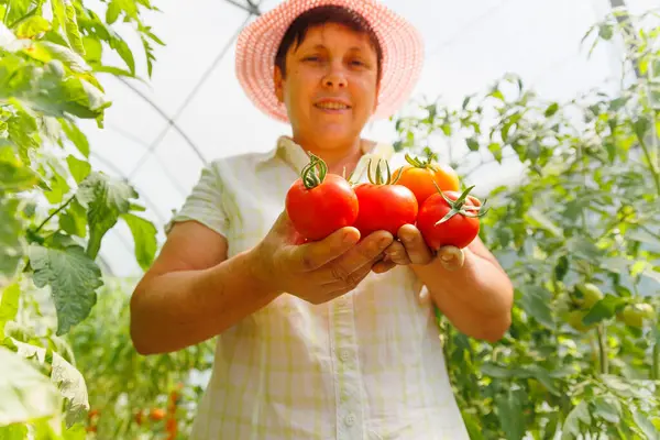 Domates tutan olgun bir kadının gülümsemesi ve bir sera bahçesinde kameraya bakması. Kadın bahçede taze domates tutuyor ve kameraya gösteriyor.