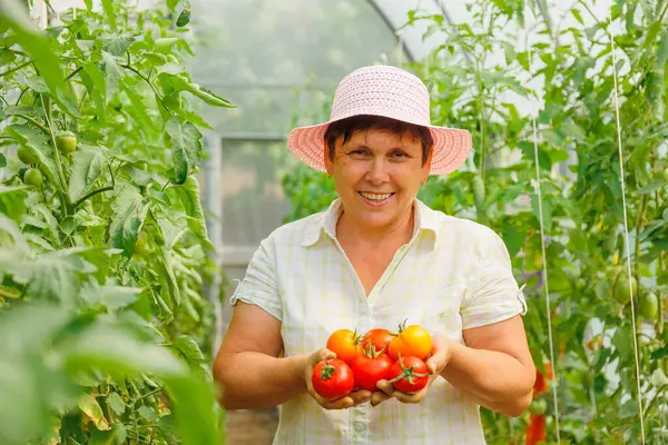Domates tutan olgun bir kadının gülümsemesi ve bir sera bahçesinde kameraya bakması. Kadın bahçede taze domates tutuyor ve kameraya gösteriyor.