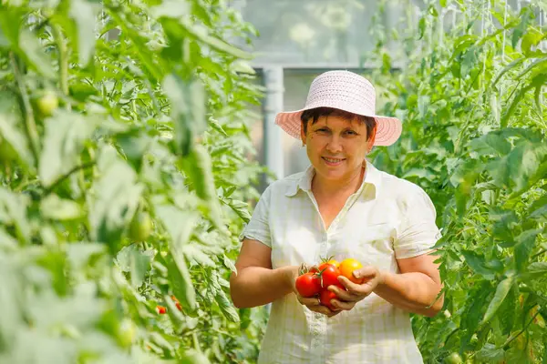 Başarılı bir yetişkin kadın çiftçi serada domates hasadı gösteriyor. Elinde organik domates tutan bir kadın. Kadın bahçıvan domates mahsulünü gösteriyor.