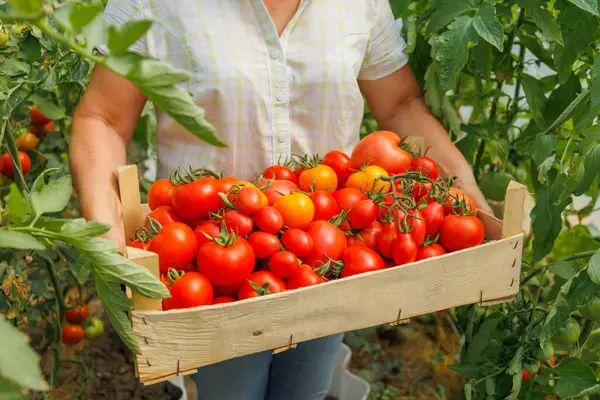 Serada bir kutu olgun kırmızı kiraz domatesli çiftçi elleri. Çiftçi işadamı, büyüyen domatesler, sebze işi, domatesli sera,