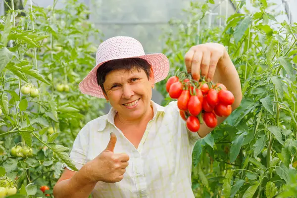 Başparmağı havada oldukça mutlu bir kadın domatesleri elinde tutuyor ve kameraya gösteriyor. Hasat zamanı, seradaki domatesleri gösteren bir kadın.
