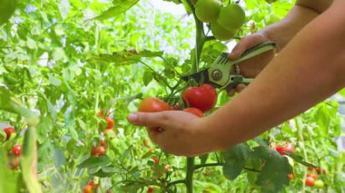 female farmer hands picking crop of red tomatoes in glasshouse. Gardening and agriculture concept. The farmers hands are holding tomatoes.