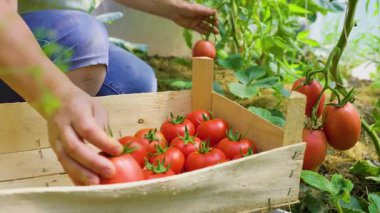 Bir kadın kutuya koyduğu daldan olgun domatesleri topluyor. Hasat konsepti Eller yukarı. Çiftçi Domates Topluyor.