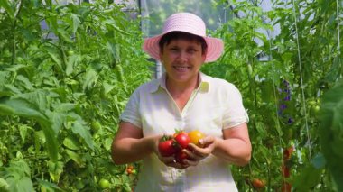 Domates tutan olgun bir kadının gülümsemesi ve bir sera bahçesinde kameraya bakması. Kadın bahçede taze domates tutuyor ve kameraya gösteriyor.