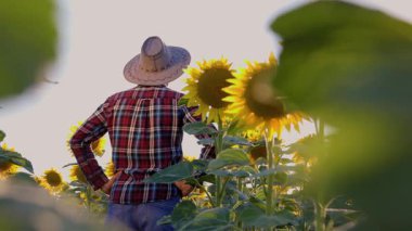 rear view of a young farmer in a hat inspects the sunflower field. A man agronomist stands in a field, holds his hands on his belt and turns his head. selective focus