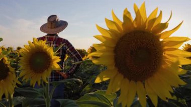 rear view of a young agronomist inspects his sunflowers field. A man stands in a field and turns his head in different directions to see the whole crop.